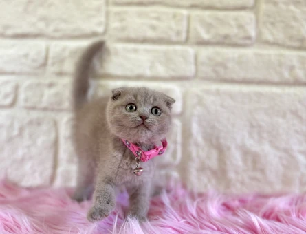 Sevimlilik Abidesi Scottish Fold Lilac Dişi
