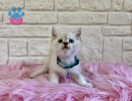 British Shorthair Point Erkek 2 Aylık