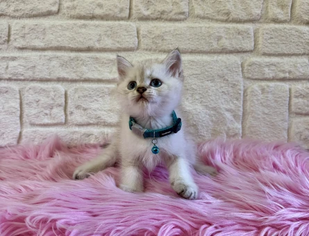 British Shorthair Point Erkek 2 Aylık