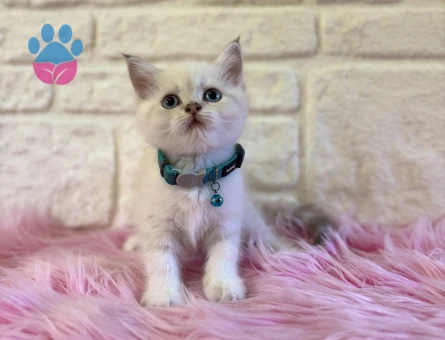 British Shorthair Mavi Gözlü 2 Aylık