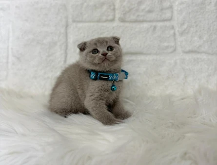 Lilac Scottish Fold Erkek Yavrumuz - 8255