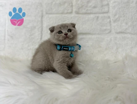 Lilac Scottish Fold Erkek Yavrumuz - 8255 - Görsel 3