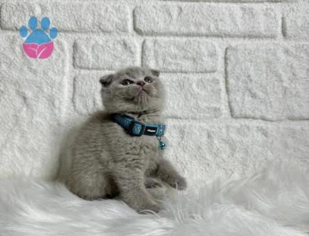 Eşsiz Güzellik Scottish Fold Lilac - 8256 - Görsel 3
