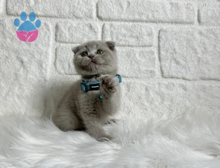 Eşsiz Güzellik Scottish Fold Lilac - 8256
