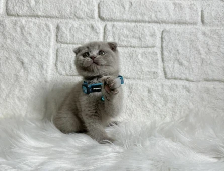 Eşsiz Güzellik Scottish Fold Lilac - 8256