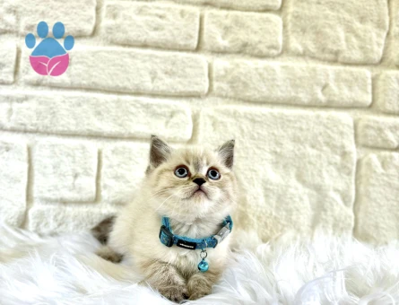Meraklı British Shorthair Lynx Point Erkek - 8257