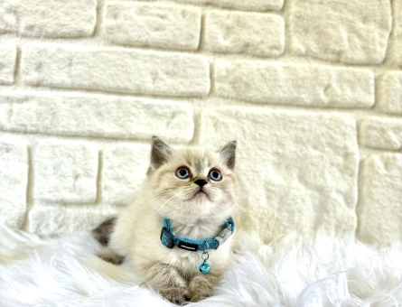 Meraklı British Shorthair Lynx Point Erkek - 8257