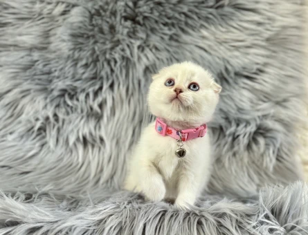 Scottish Fold Beyaz Kuğu Misali Yavrumuz - 8258