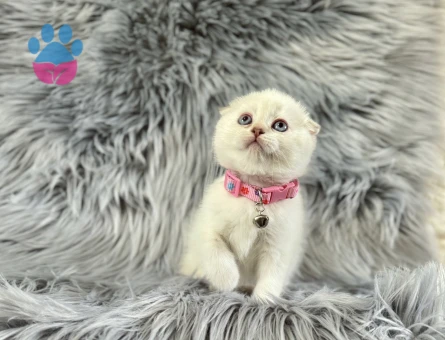 Scottish Fold Beyaz Kuğu Misali Yavrumuz - 8258 - Görsel 3