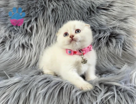 Kendini Sevdiremn Scottish Fold Dişi - 8259 - Görsel 3