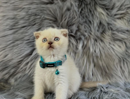 Bluepoint Scottish Fold Erkek Yavrumuz - 8260