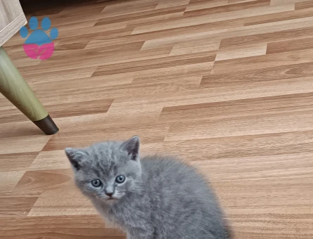 British kedime Yuva Arıyorum - 8265 - Görsel 3