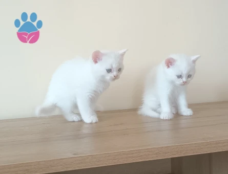 British kedime Yuva Arıyorum - 8265 - Görsel 4