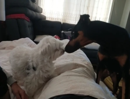 3.5 yaşında uysal doberman - 8266