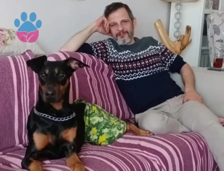 3.5 yaşında uysal doberman - 8266 - Görsel 3