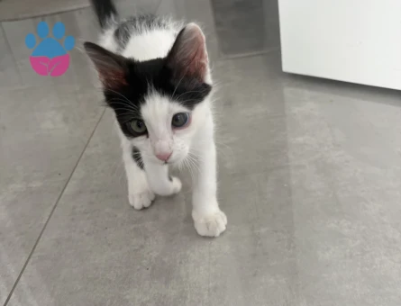 3.5 aylık aşıları tam tekir kedi - 8267