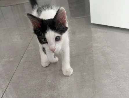 3.5 aylık aşıları tam tekir kedi - 8267
