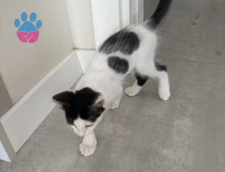 3.5 aylık aşıları tam tekir kedi - 8267 - Görsel 4