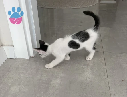 3.5 aylık aşıları tam tekir kedi - 8267 - Görsel 3