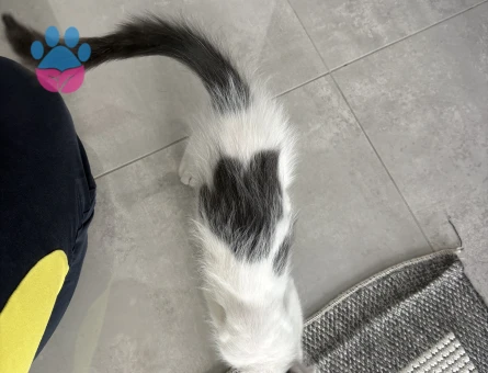 3.5 aylık aşıları tam tekir kedi - 8267 - Görsel 5