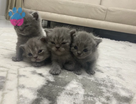 Yavrularımız yeni yuvalarını arıyor - 8269 - Görsel 4