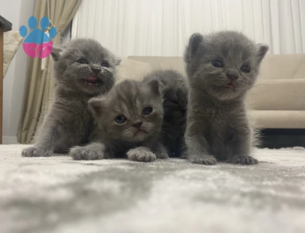 Yavrularımız yeni yuvalarını arıyor - 8269 - Görsel 2