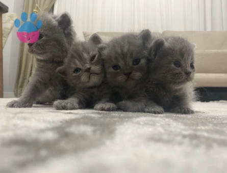 Yavrularımız yeni yuvalarını arıyor - 8269 - Görsel 3