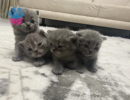 Yavrularımız yeni yuvalarını arıyor - 8269 - Görsel 5