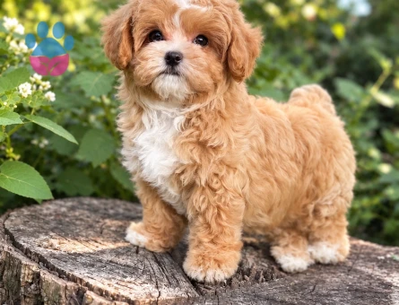 Safkan Kanı Taşıyan A Kalite Maltipoo Yavrularımız - 8271 - Görsel 3