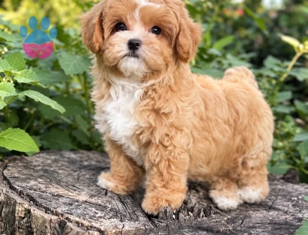 Safkan Kanı Taşıyan A Kalite Maltipoo Yavrularımız - 8271