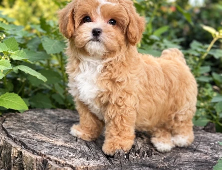 Safkan Kanı Taşıyan A Kalite Maltipoo Yavrularımız - 8271