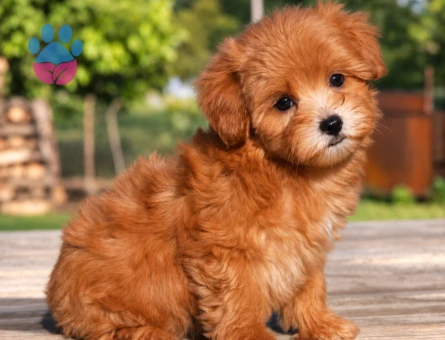Teddy Surat Maltipoo Yavrumuz - 8272