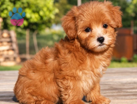 Teddy Surat Maltipoo Yavrumuz - 8272 - Görsel 3