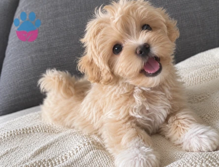 Apricot Maltipoo Yavru – Çok Sevecen - 8273