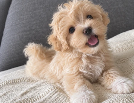 Apricot Maltipoo Yavru – Çok Sevecen - 8273