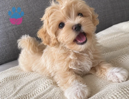 Apricot Maltipoo Yavru – Çok Sevecen - 8273 - Görsel 3