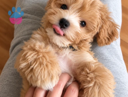 Oyuncu ve Sosyal Maltipoo Yavrumuz - 8274