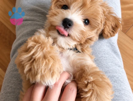 Oyuncu ve Sosyal Maltipoo Yavrumuz - 8274 - Görsel 3