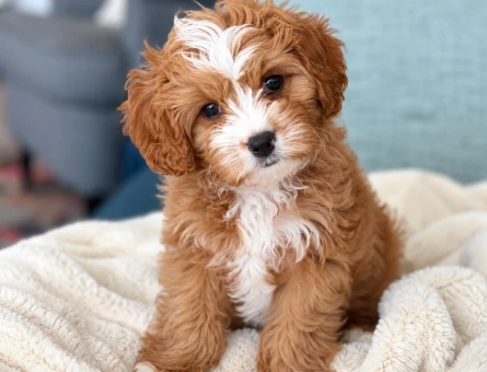 Safkan Aşılı Karneli Maltipoo Yavrumuz - 8275