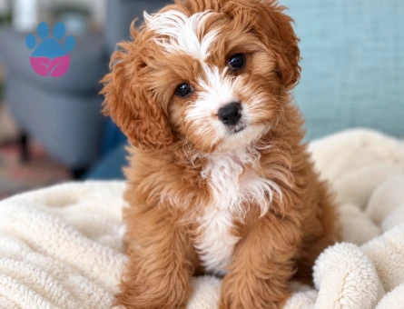 Safkan Aşılı Karneli Maltipoo Yavrumuz - 8275 - Görsel 3
