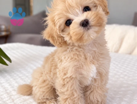 Minik Patili Maltipoo Yavru - 8277