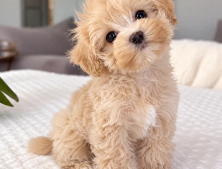 Minik Patili Maltipoo Yavru - 8277