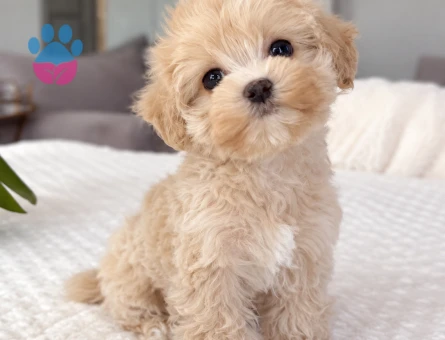 Minik Patili Maltipoo Yavru - 8277 - Görsel 3