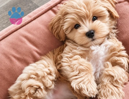 Sevimli Maltipoo Yavrumuz Ailesini Arıyor - 8278 - Görsel 3
