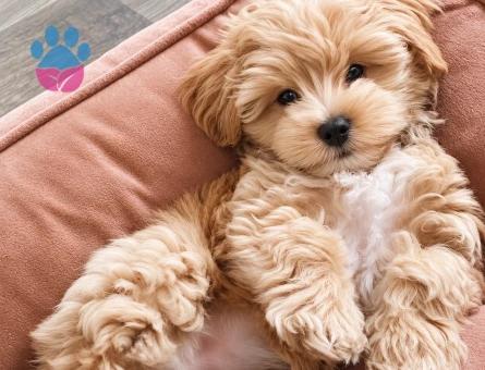 Sevimli Maltipoo Yavrumuz Ailesini Arıyor - 8278