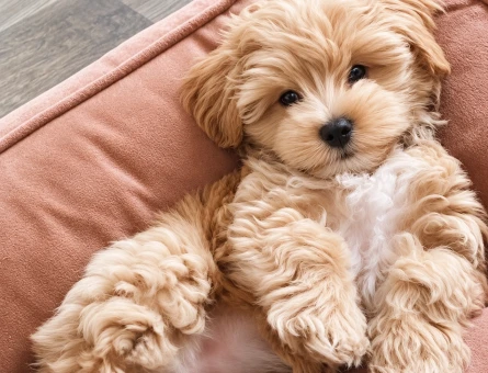 Sevimli Maltipoo Yavrumuz Ailesini Arıyor - 8278