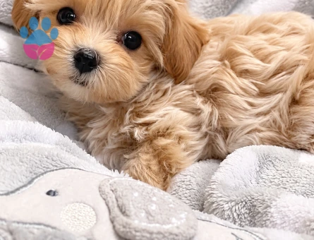 Kıvırcık Tüylü Maltipoo Yavru - 8279