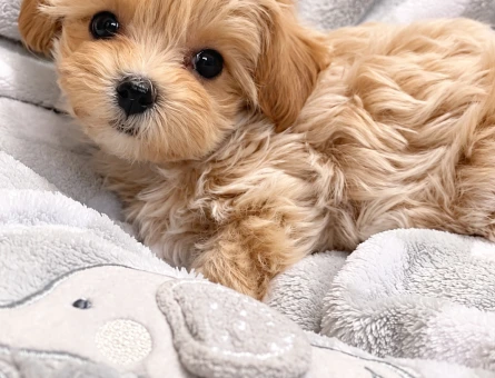 Kıvırcık Tüylü Maltipoo Yavru - 8279
