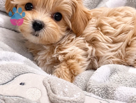 Kıvırcık Tüylü Maltipoo Yavru - 8279 - Görsel 3