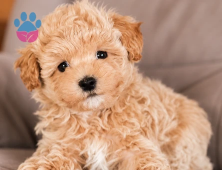 Tatlı Surat Maltipoo Yavrumuz - 8280